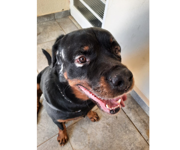 Cíntia Moraes - Dermatologia Veterinária