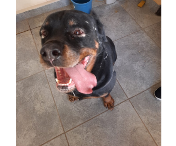 Cíntia Moraes - Dermatologia Veterinária