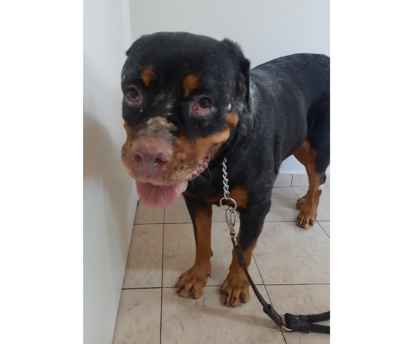 Cíntia Moraes - Dermatologia Veterinária