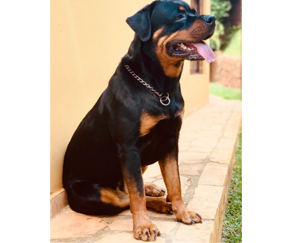 Cíntia Moraes - Dermatologia Veterinária