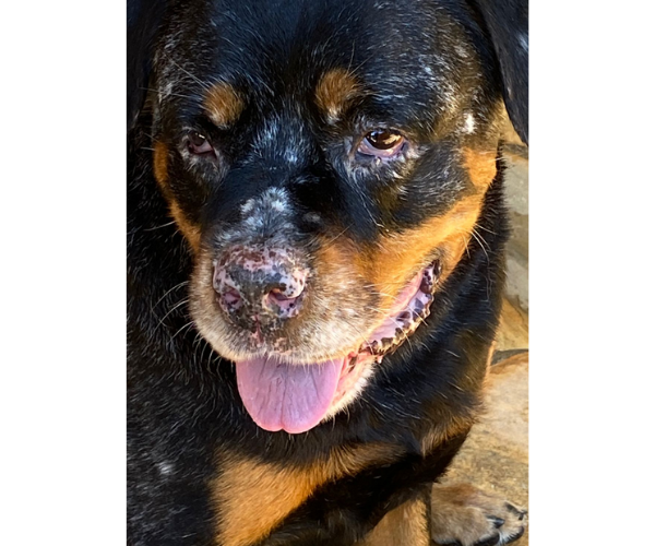 Cíntia Moraes - Dermatologia Veterinária