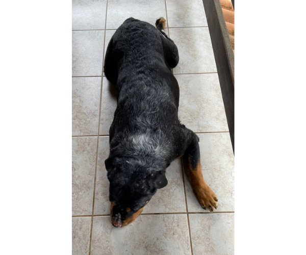 Cíntia Moraes - Dermatologia Veterinária