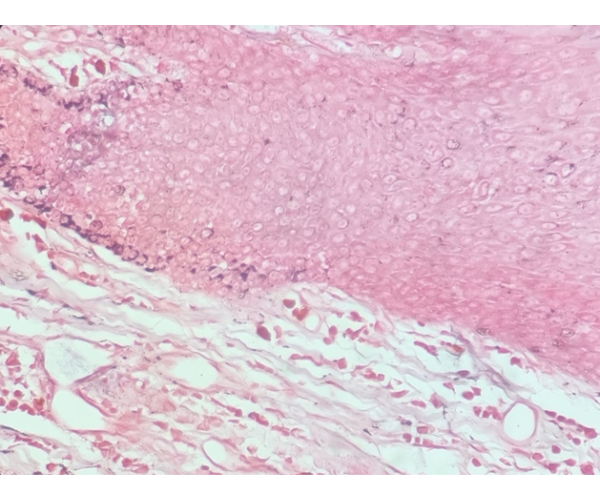 Cíntia Moraes - Dermatologia Veterinária