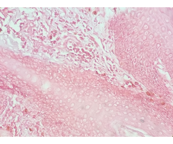 Cíntia Moraes - Dermatologia Veterinária