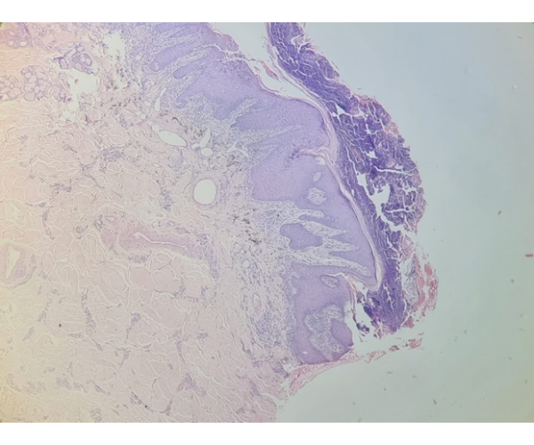 Cíntia Moraes - Dermatologia Veterinária