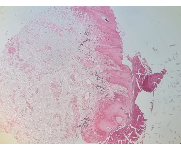 Cíntia Moraes - Dermatologia Veterinária