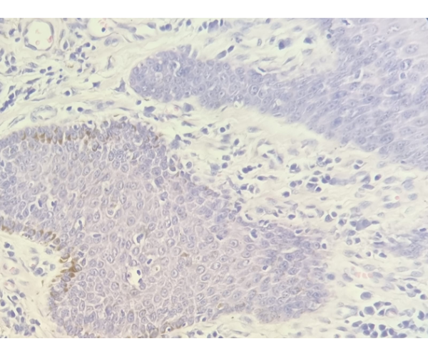 Cíntia Moraes - Dermatologia Veterinária