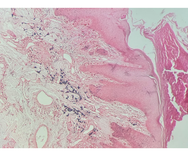 Cíntia Moraes - Dermatologia Veterinária